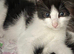 Mixed breed rag doll x local cat