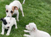 Jack Russell