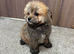 1 boy 10 week old pomapoo