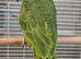 Variety Baby Amazon Parrots available