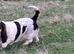 Basset girl