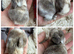 Pure bred quality mini lops