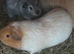 2 beautiful boars (boys)