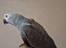 Babes African grey 4 months old ready forever home