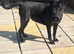 Cane corso bitch for sale