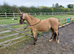 Beautiful dun gelding