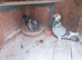 Mix racer pigeon RPRA 2026
