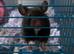 Hamster