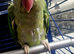 Female Alexandrine parrot