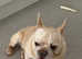 French bulldog male