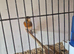 For sale caneries