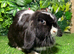 Pure breed mini lop (ADULT) Female