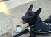 (Urgent) Sweet German Shepherd X Border Collie puppy (male) needing forever home!