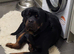 Male rottweiler
