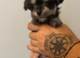 Morkie puppys