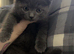 3 beautiful BSH kittens