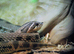Anaconda Heht Snow HOGNOSE