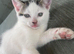 Kitten