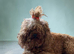 Asian toy poodle girl 3 year old