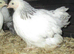 Beautiful Columbian, Silver/Black Pekin Pullets( Guaranteed Female)