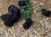 Black guinea pigs