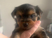4, Yorkshire terrier male puppies