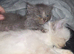 Munchkin litter