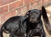 Staffy puppies