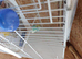 budgies for sale