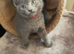 Russian Blue kittens