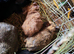 Baby guinea pigs for sale