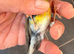 2025 goldfinch mule