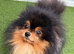 RARE DOLL TEDDY KOREAN PUPPIES