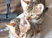 Last one of the litter. Male Bengal kitten