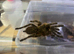OBT USAMBARA Orange, P MURINUS
