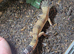 Proven male leopard gecko, black night genes.