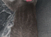 Two cat sisters for sale