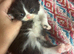 Dollface Persian Boy from Grandchampion lines