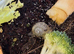 5 baby leucistic garden snails Cornu aspersum (syn. Helix aspersa)