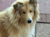 KC registered 6 month rough collie