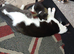 4 beautiful kittens for sale 3 girls and 1 boy