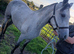 Connie mare 3 year old