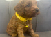 Health Tested Cavapoo Pups