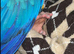 Blue and gold macaw called Mango