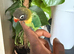 Hand tamed Lovebird