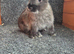 Male dwarf Lops