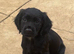 Well bred cocker spaniel pups &pound;500