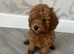 Toy poodle girl