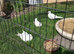 Young doves