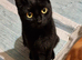 Luna looking for a new home